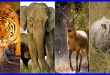 Wildlife-and-its-Conservation-in-India