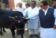 SP-Leader-Azam-Khan-returns-cow-who-gifted-by-Shankaracharyaa