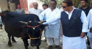 SP-Leader-Azam-Khan-returns-cow-who-gifted-by-Shankaracharyaa