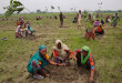 India Planting Trees